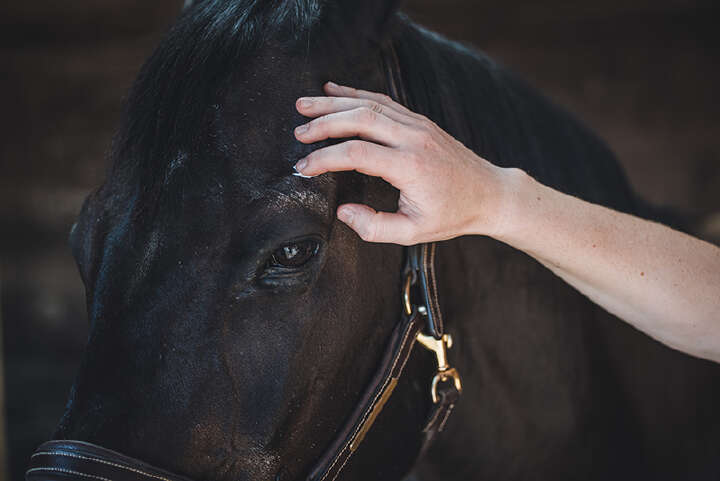 pferd heu wissenswert Manuka Honig derbymed pferd heu wissenswert Manuka Honig derbymed